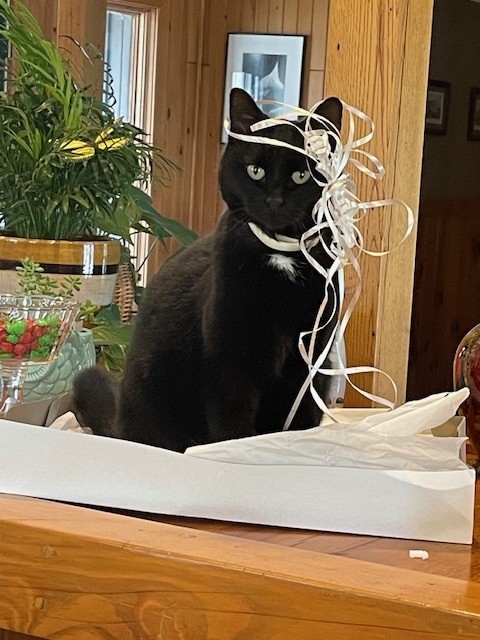Miss Kitty